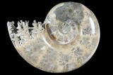 Polished, Agatized Ammonite (Phylloceras?) - Madagascar #133239-1